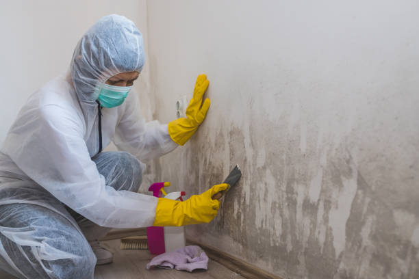 Professional Mold Removal in Chesapeake, OH