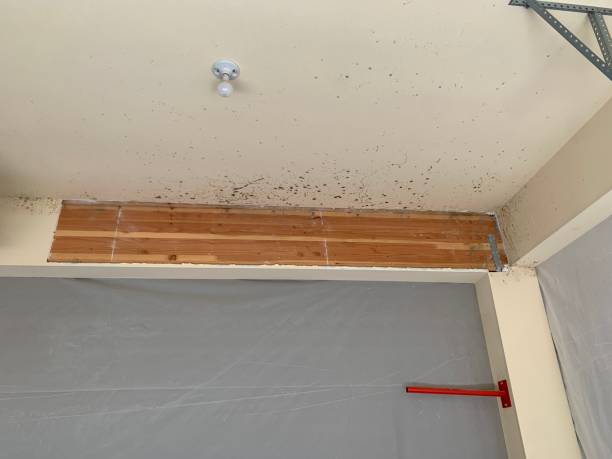 Best Basement Mold Removal  in Chesapeake, OH