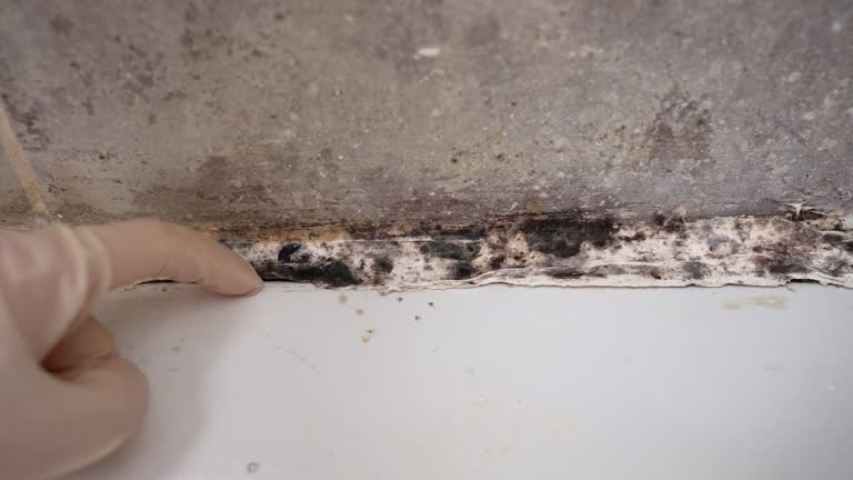 Best Black Mold Removal  in Chesapeake, OH