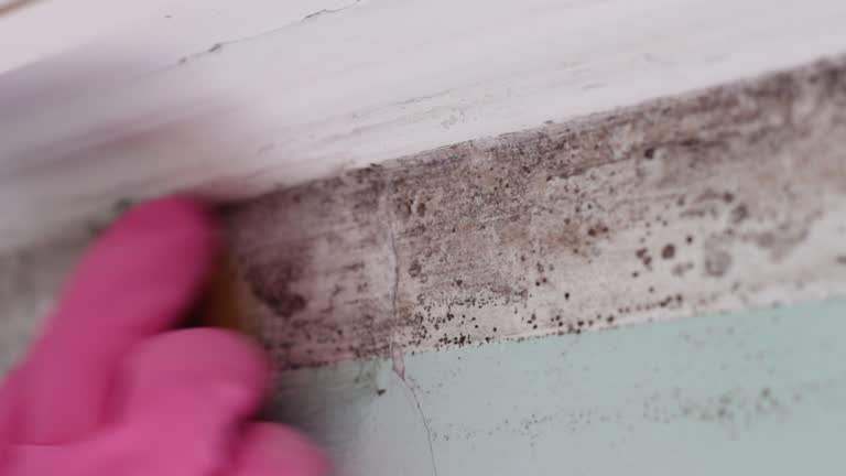 Best Commercial Mold Inspection  in Chesapeake, OH